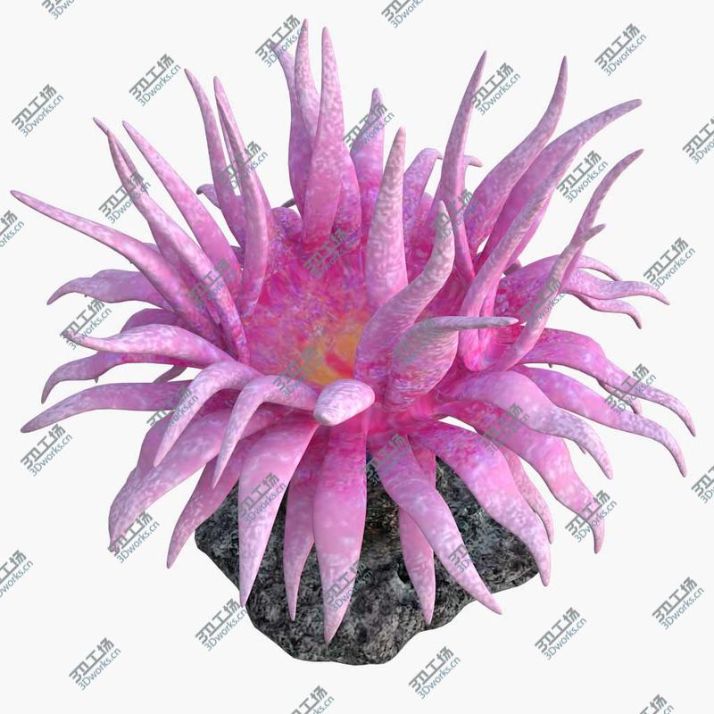 images/goods_img/20210113/corals collection 3D model/3.jpg